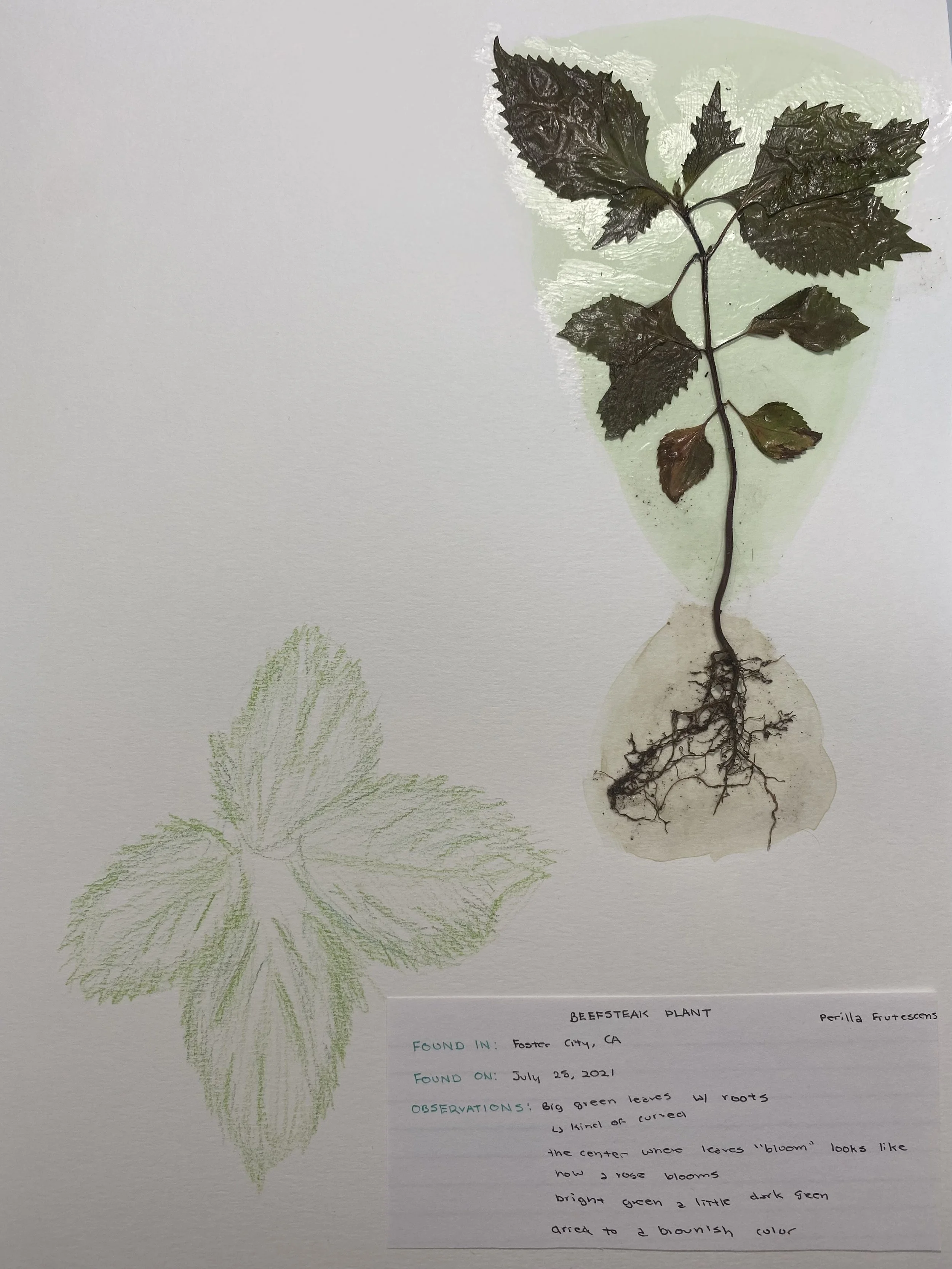 herbarium2.jpg
