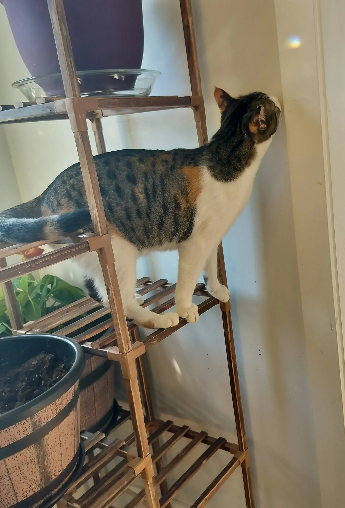 A tabby cat with white paws and chest, standing on a wooden plant stand, looking to the right.