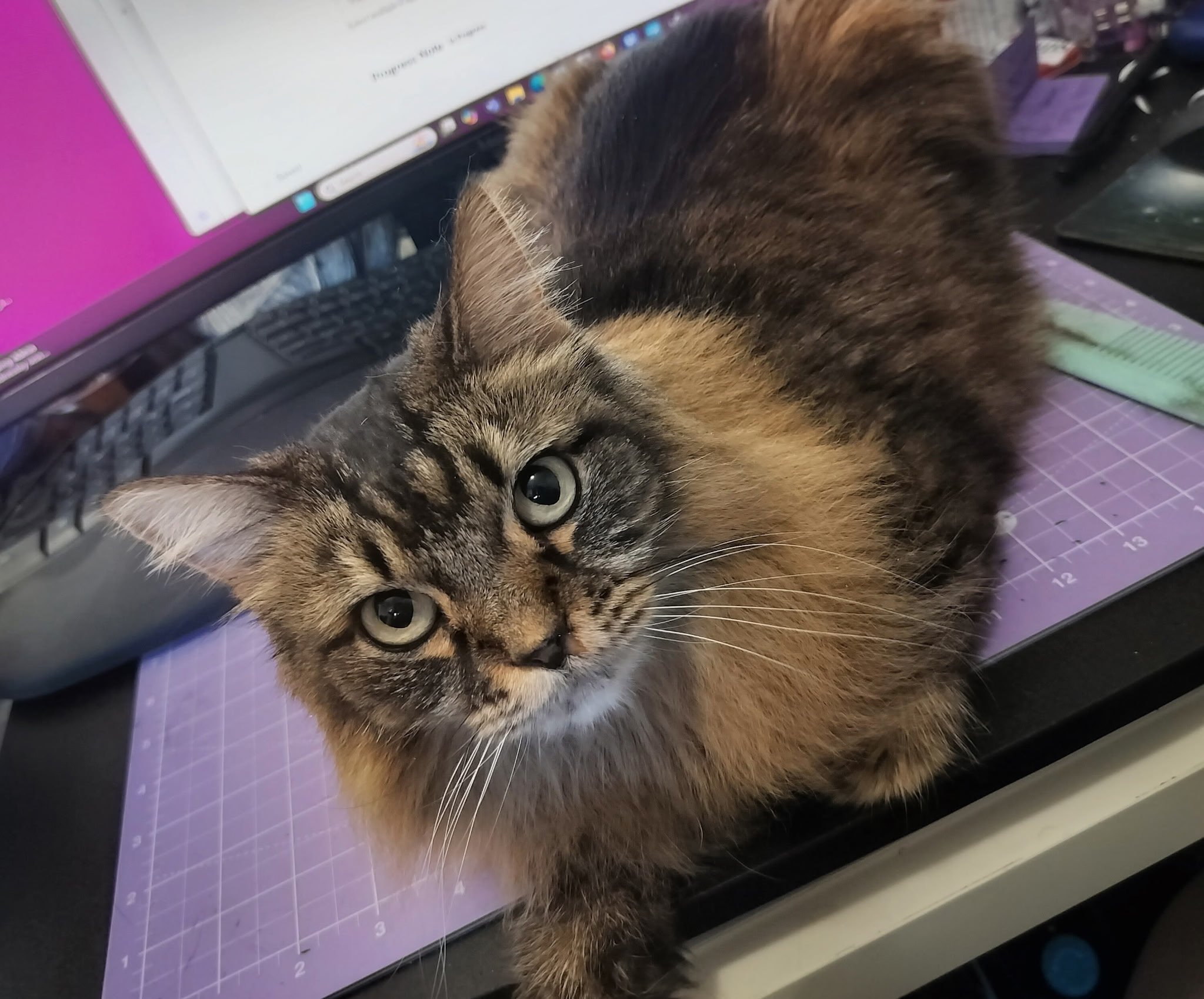 A domestic short-haired tabby cat with yellow eyes lying on a purple cutting mat, partially obscuring a laptop computer.