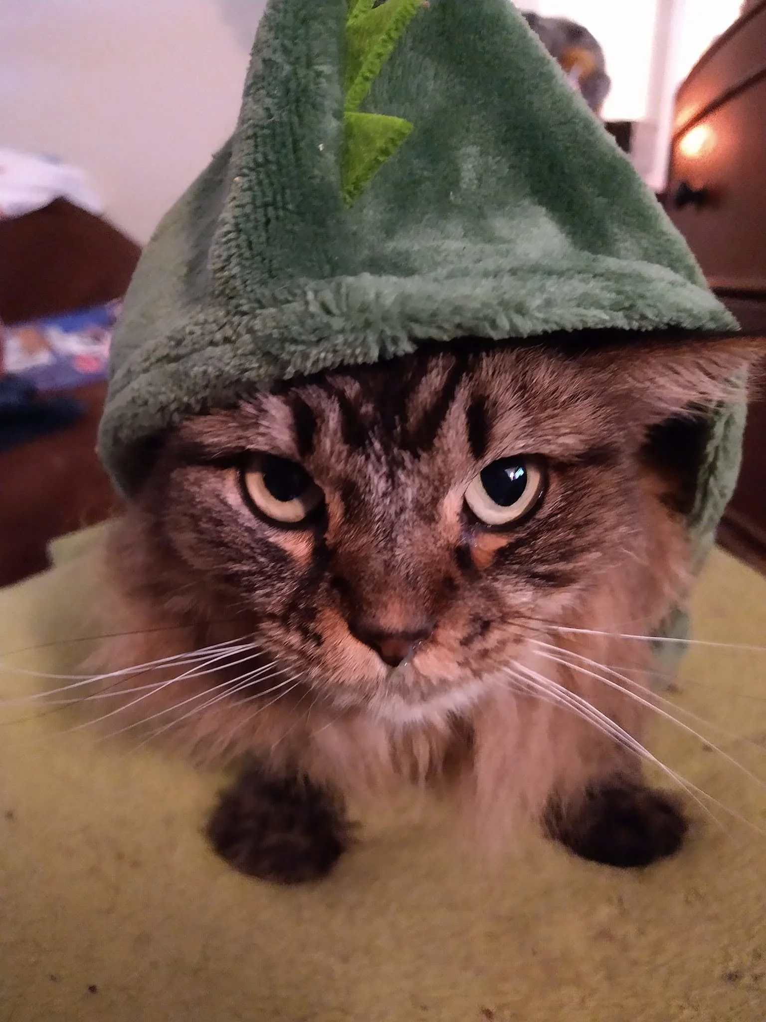 Close-up of a tabby cat wearing a green towel on its head, looking directly at the camera with wide eyes.