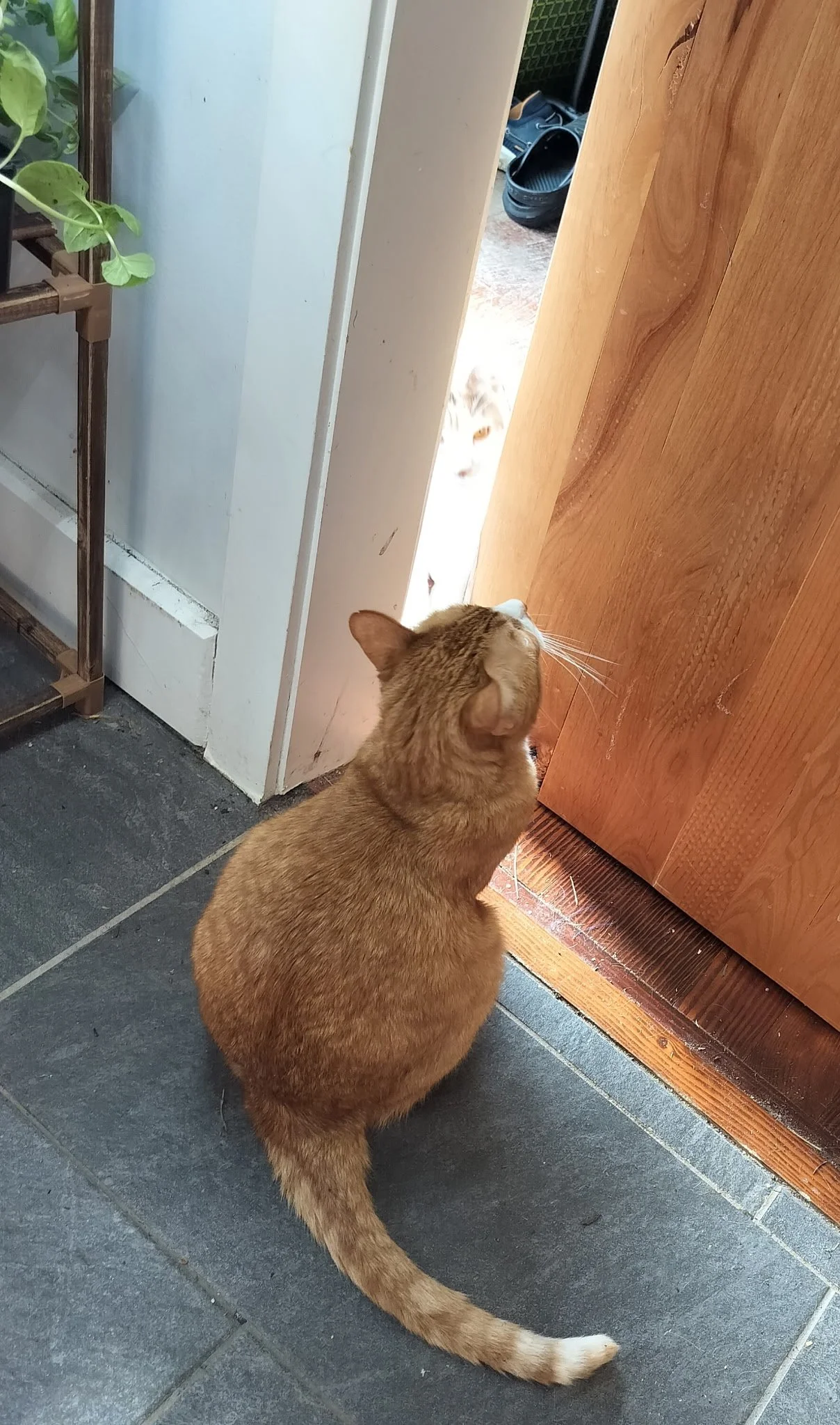 An orange tabby cat sitting on a gray tiled floor, looking through a partially opened wooden door at a white and orange cat peeking inside.
