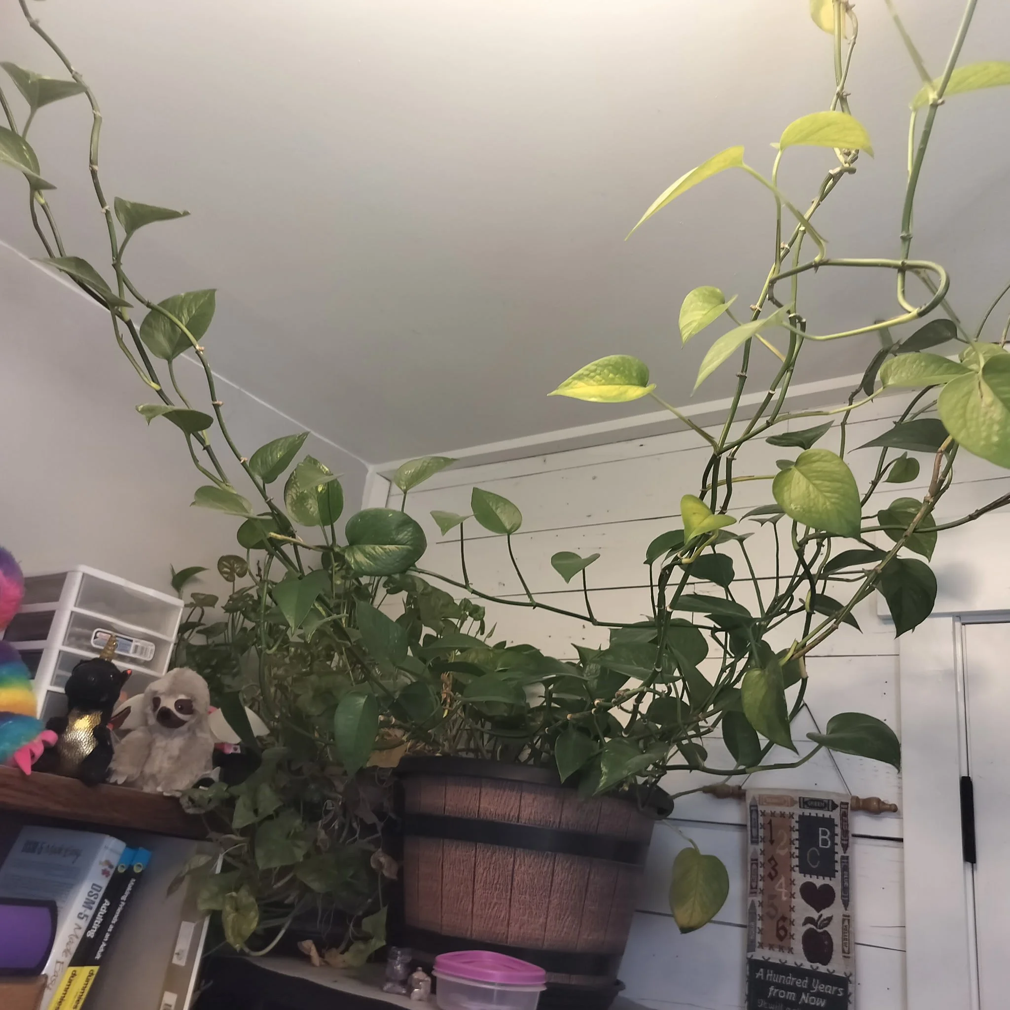 Indoor scene with several houseplants, stuffed animals, books, and various household items on shelves and a table.