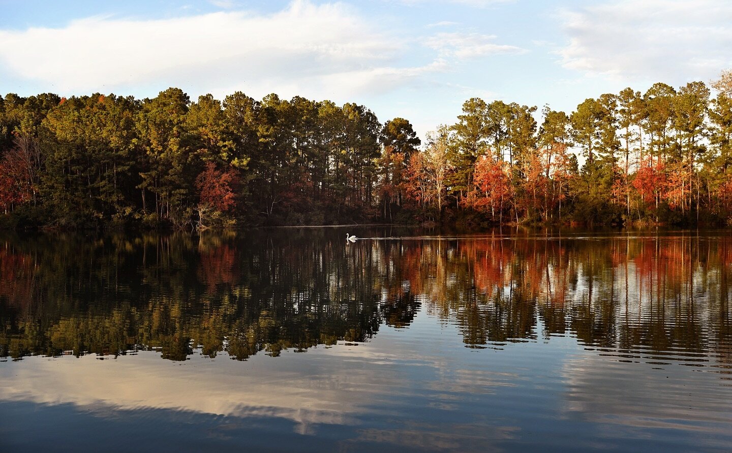 I hope everyone had an amazing Thanksgiving day today. 

Much love.

#richmondhillga #amberfitephotography #savannahgaphotographer #landscape #fall #fallcolors #swan #thanksgiving #photooftheday #photograph #photographer #nikonusa #reflection #trees