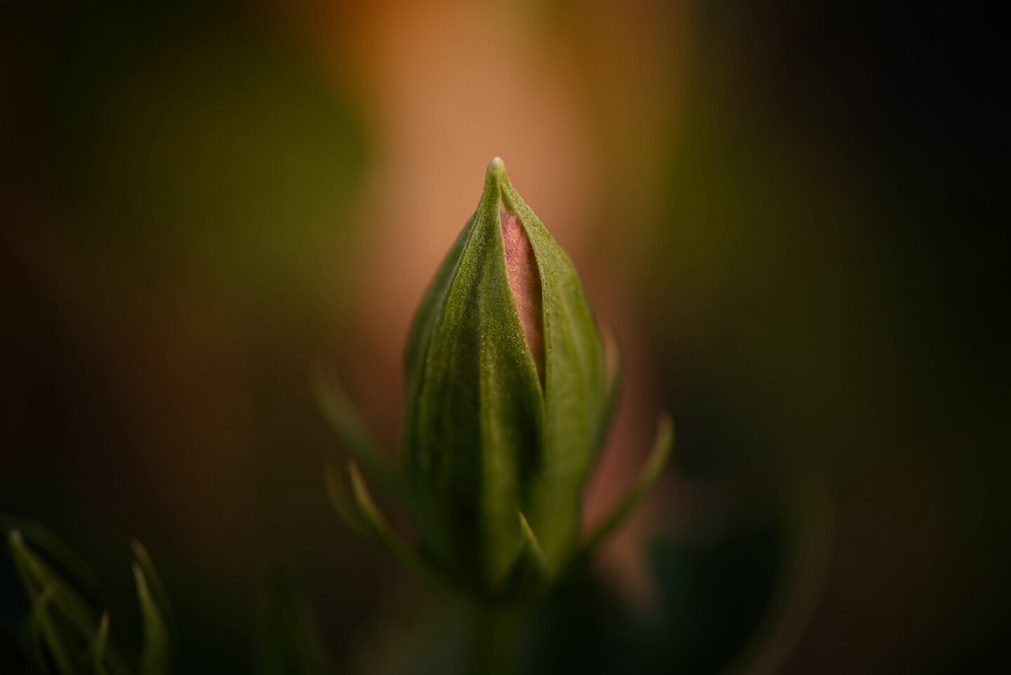 Monday.

Fresh start, new week, be the best version of yourself. 

#bloom #amberfitephotography #flower #flowerphotography #photooftheday #photographer #fineartphotography #nikonusa #macro #savannahga #richmondhillga #lensartist #flora_addict #instag