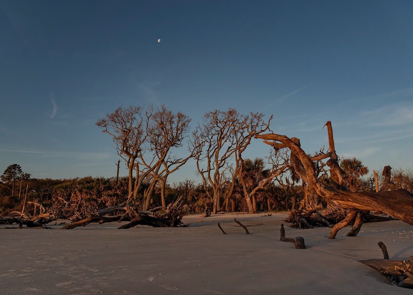 Blue hour and scattered driftwood. Serenity. 

#amberfitephotography #savannahgeorgia #goldenisles #photooftheday #photographer #georgia #savannahga #savannah #driftwood #driftwoodbeach #bluehour #moon #jekyllisland #photographer