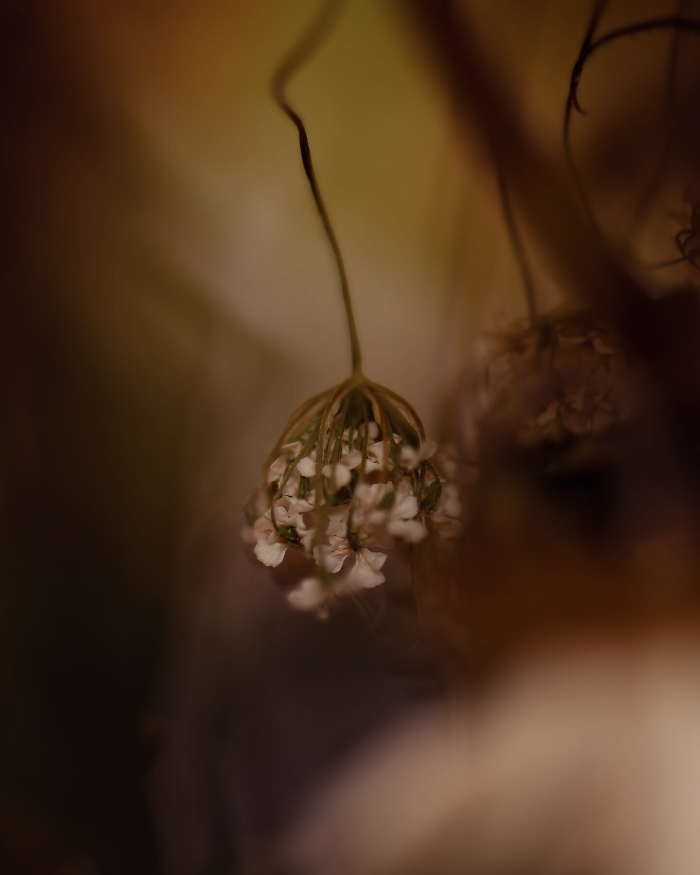 Today&rsquo;s mood. 

#amberfitephotography #savannahga #savannahphotographer #richmondhillga #macro #photooftheday #photographer #nikonusa #ourppa #wiltedflowers #wilted #flowers #mood #bontanical