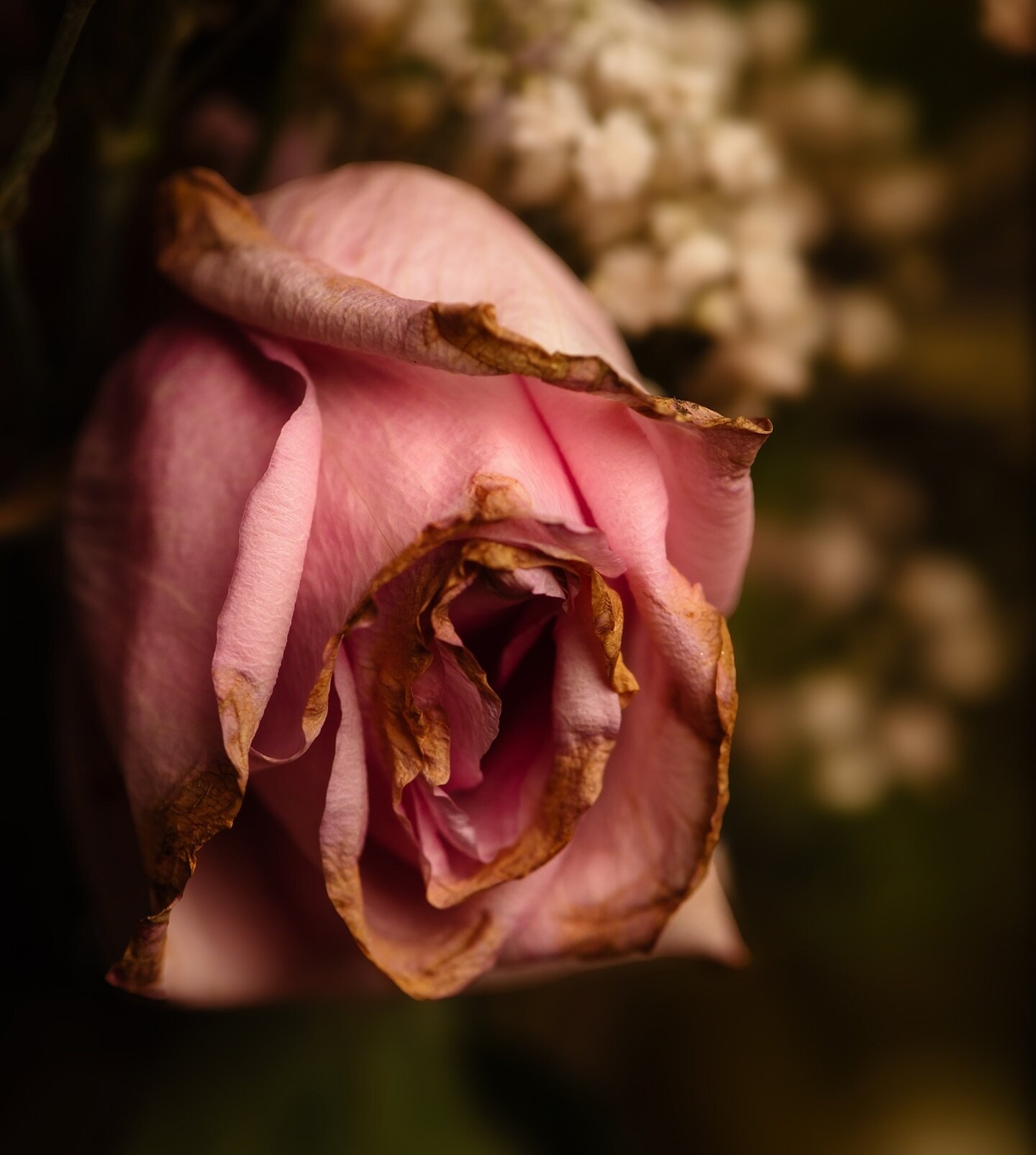 Sometimes, we all feel a bit like this wilted rose &ndash; weathered by time, yet still beautiful in our own way. Life&rsquo;s ups and downs shape us, but our essence remains. 

Embrace your imperfections, for they tell a story of resilience and grow