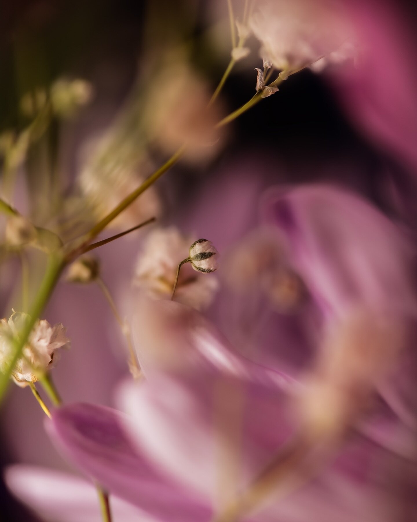 I read a quote today that said &ldquo;We suffer more from our imagination than in actual reality.&rdquo; 

I&rsquo;m not sure how I feel about how that makes me feel&hellip;

#amberfitephotography #macrophotography #flowerphotography #flower #bloom #