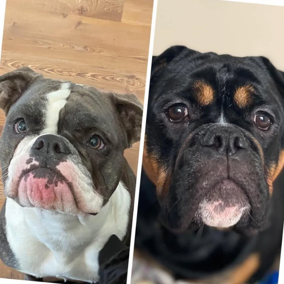 Olde English Bulldog Boxer Mix