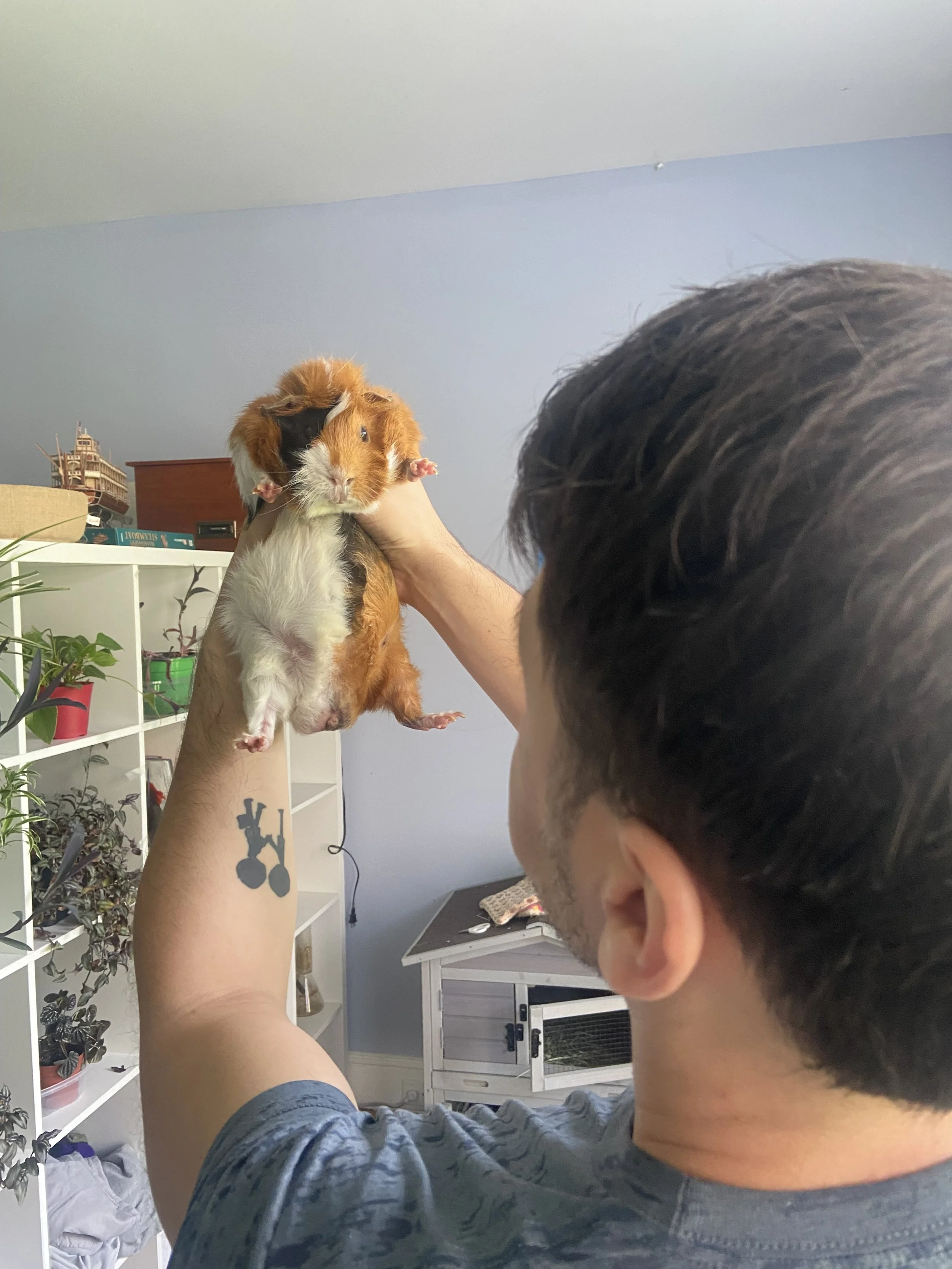Person holding a guinea pig in a room with shelves and plants.