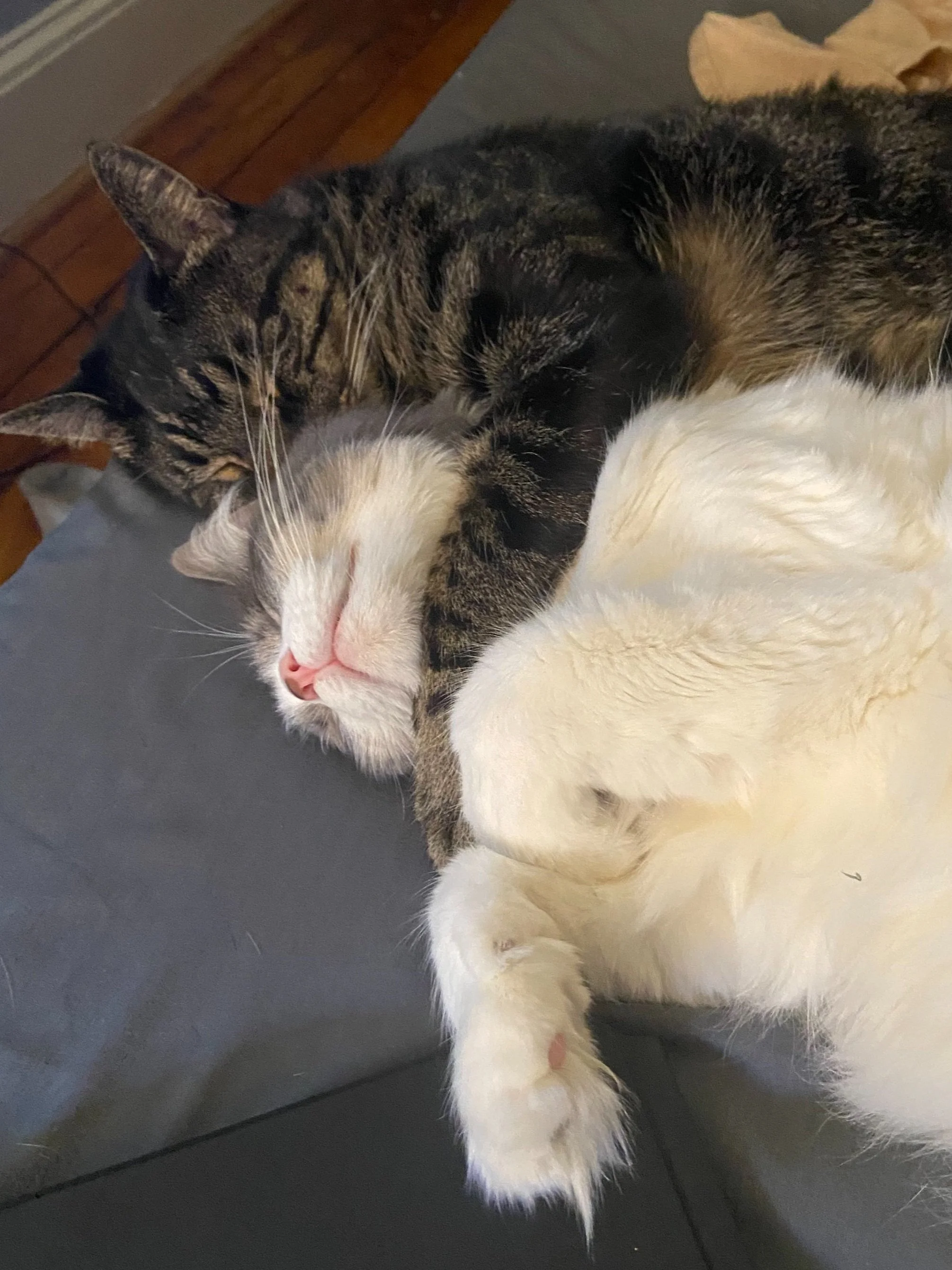 Two cats cuddling and sleeping on a bed, one with tabby fur and the other with white fur.