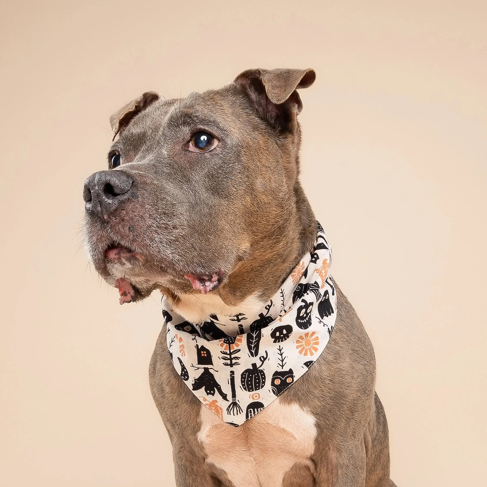 Hallow's Eve Halloween Dog Bandana 2.jpeg