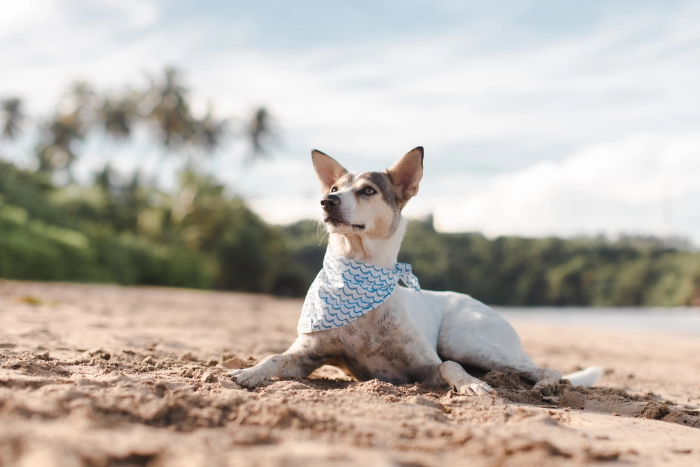 The Paws light blue waves dog bandana