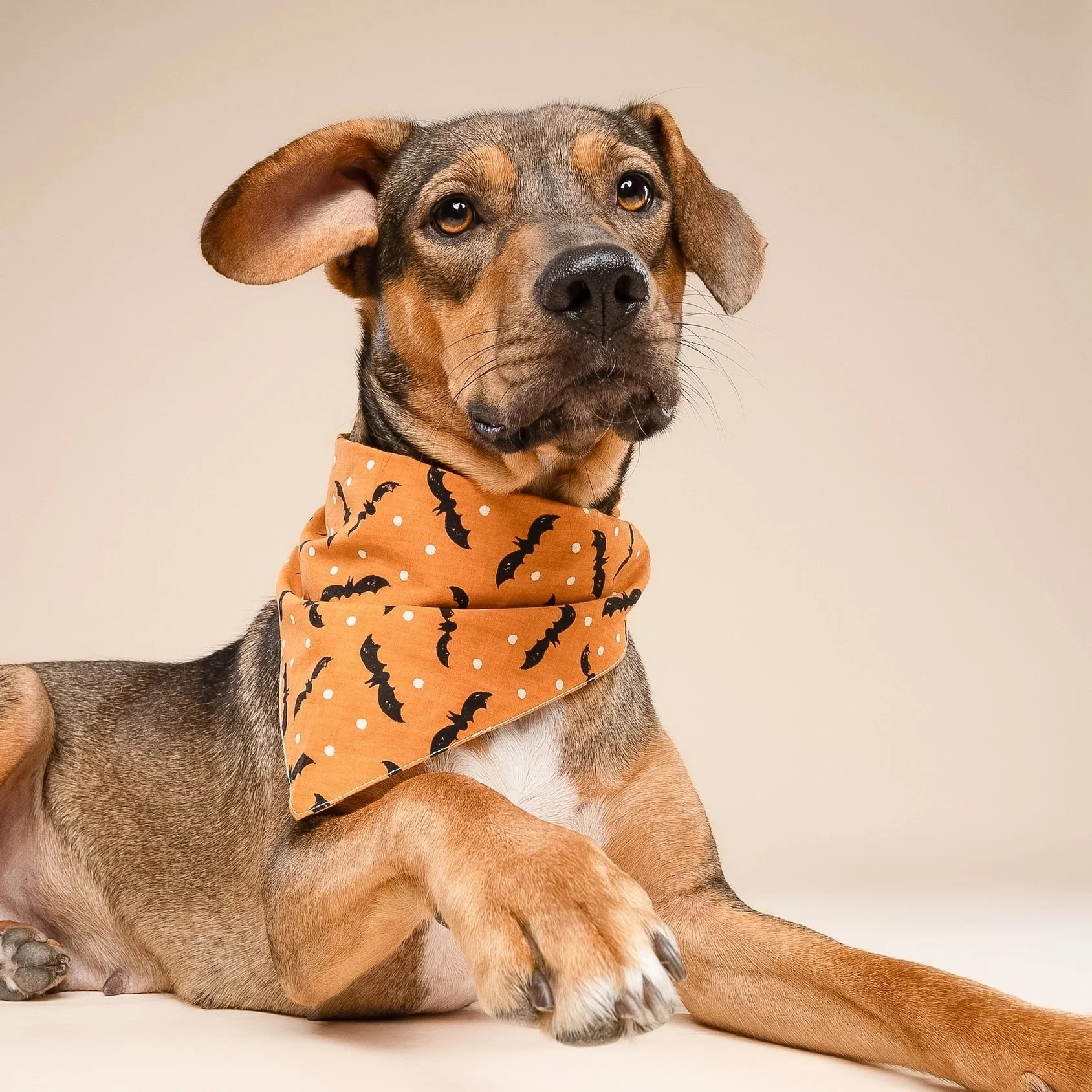 Batty Halloween Dog Bandana 3.jpeg