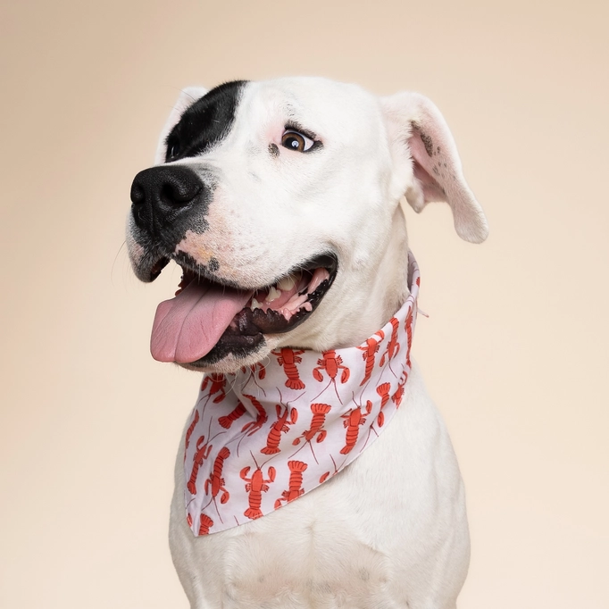 The Paws red and white lobster dog bandana
