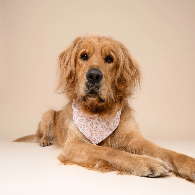 The Paws red and white seashells dog bandana