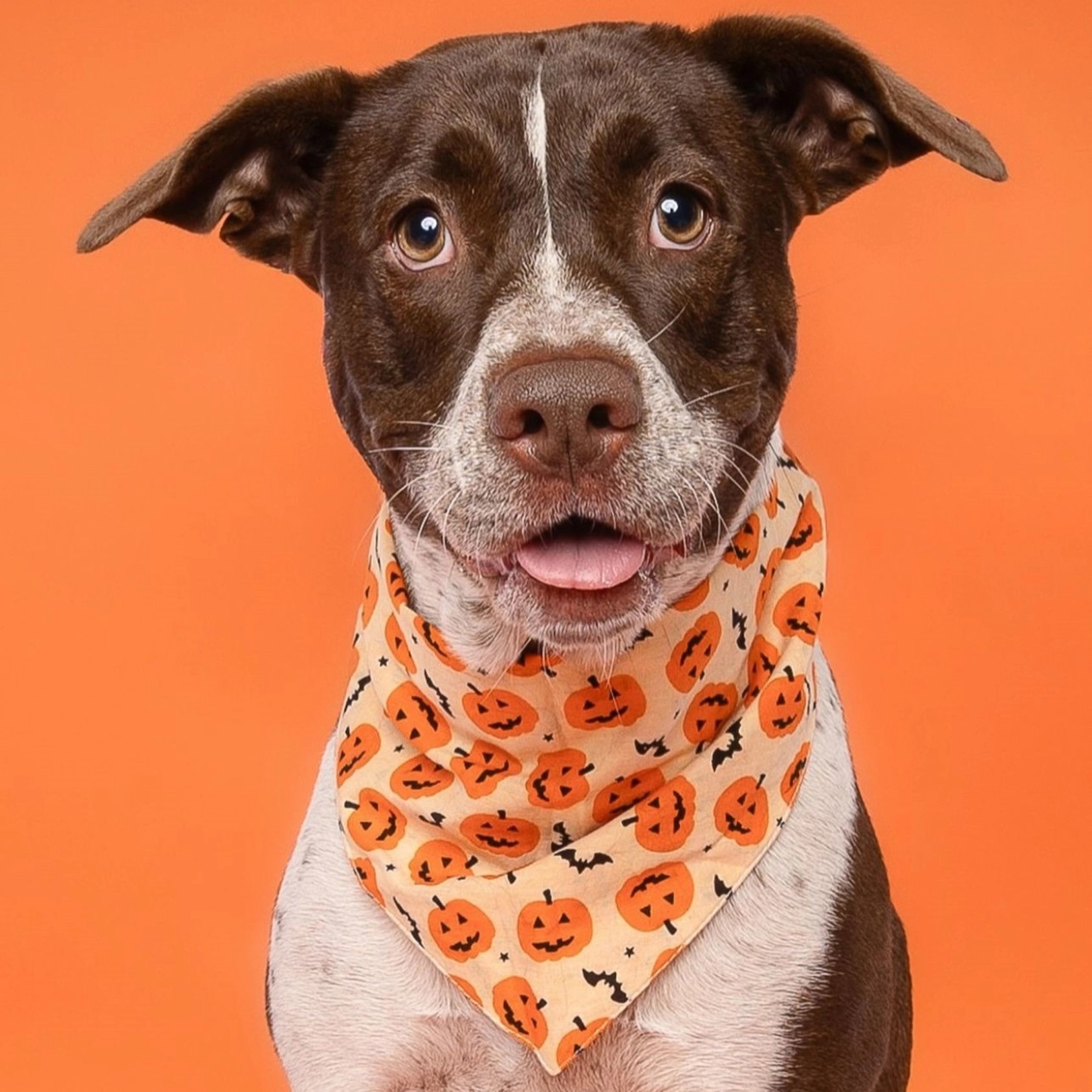 Pupkin Halloween Dog Bandana 2.jpeg