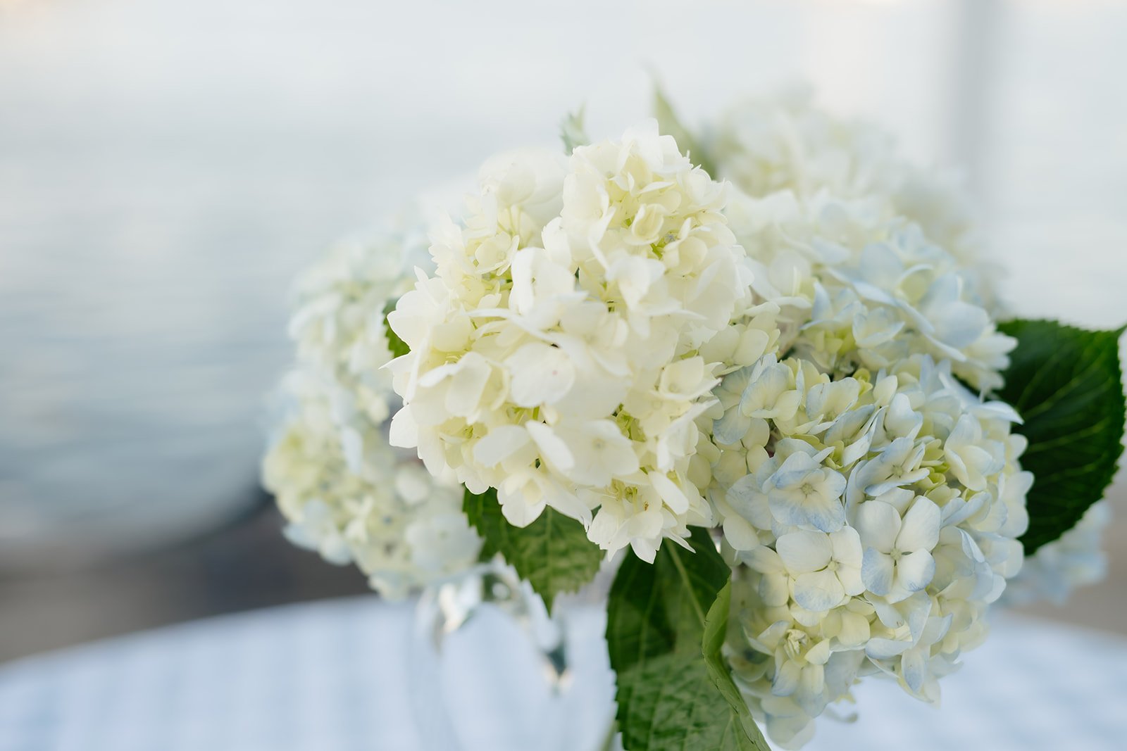 Coastal hydrangea aesthetic