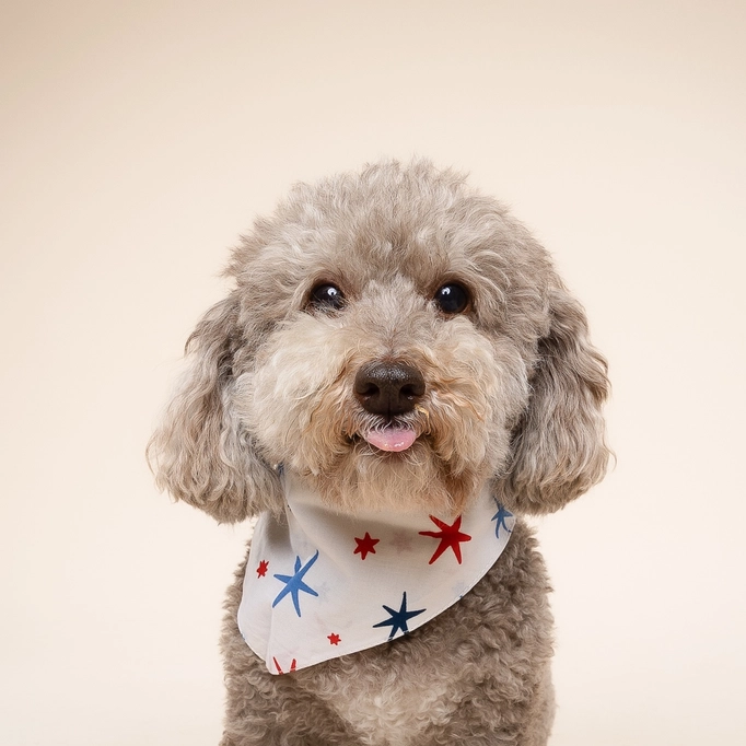 The Paws red and blue stars dog bandana