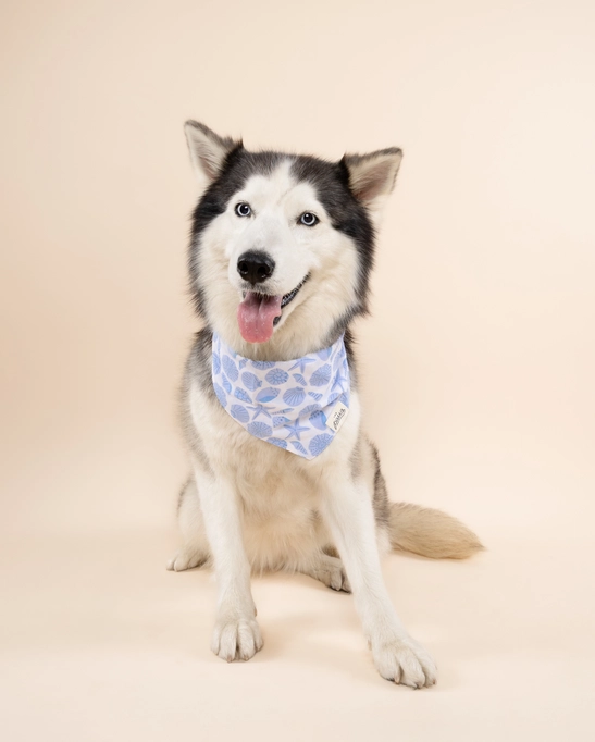 The Paws blue seashells dog bandana