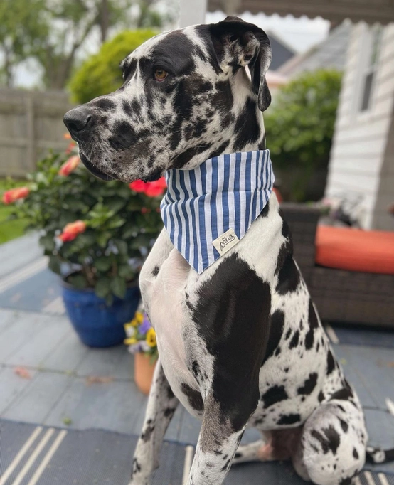 The Paws blue and white striped dog bandana