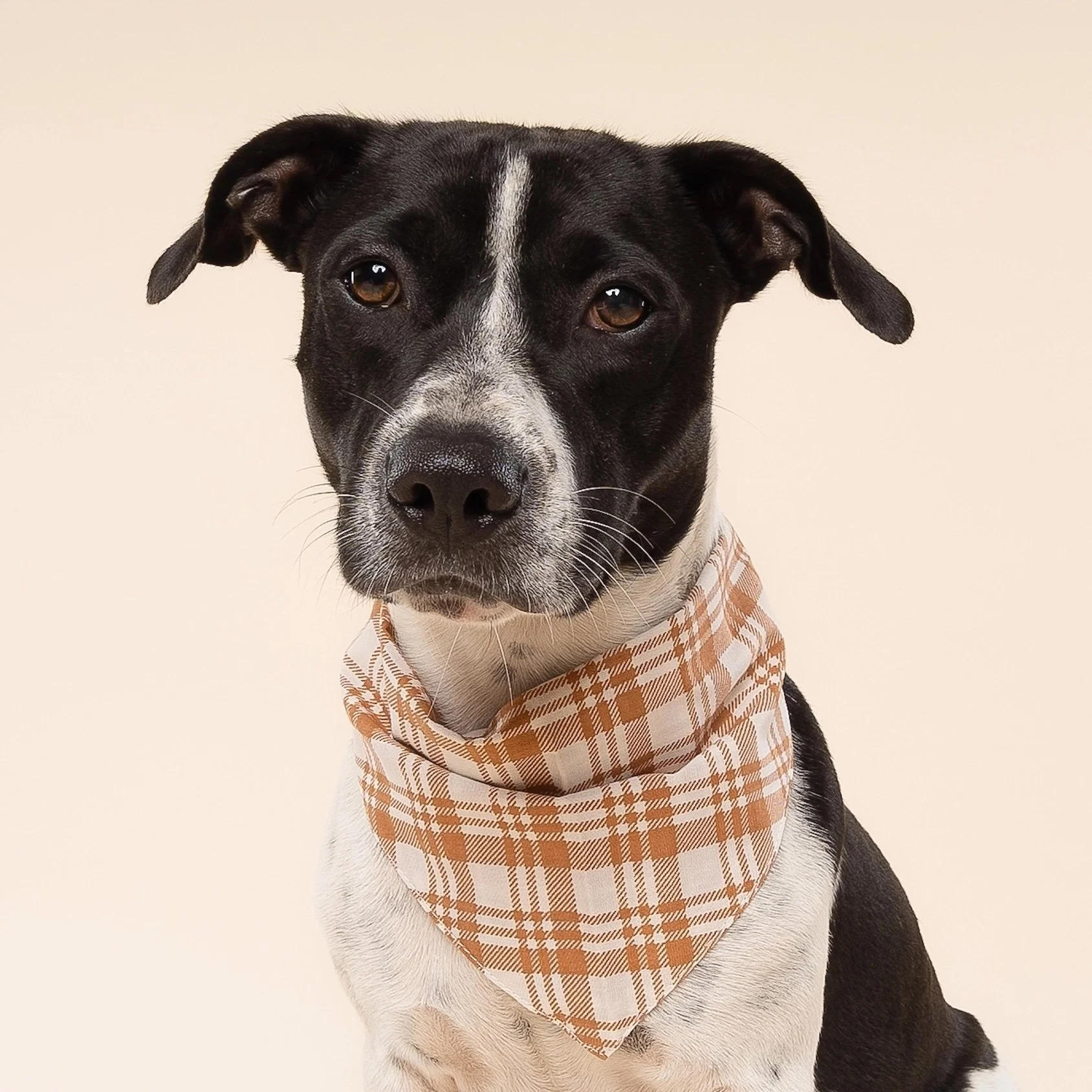 Ginger Plaid Halloween Dog Bandana 2.jpeg