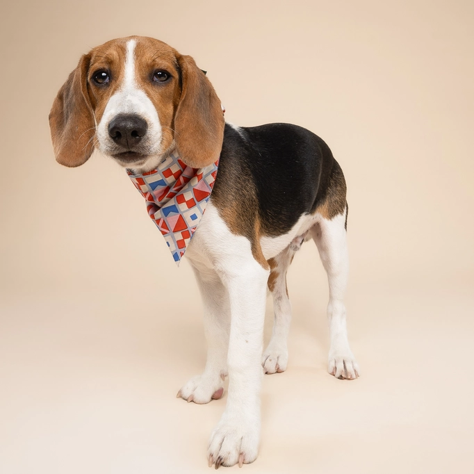 The Paws red and blue maritime dog bandana