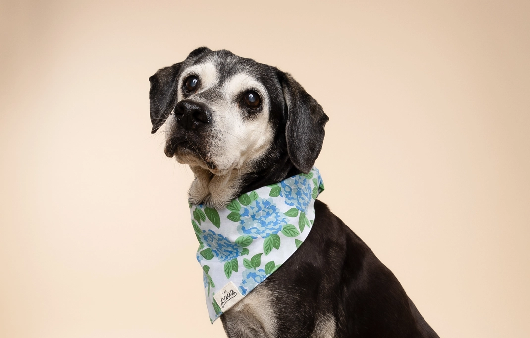 The Paws blue and green hydrangea dog bandana