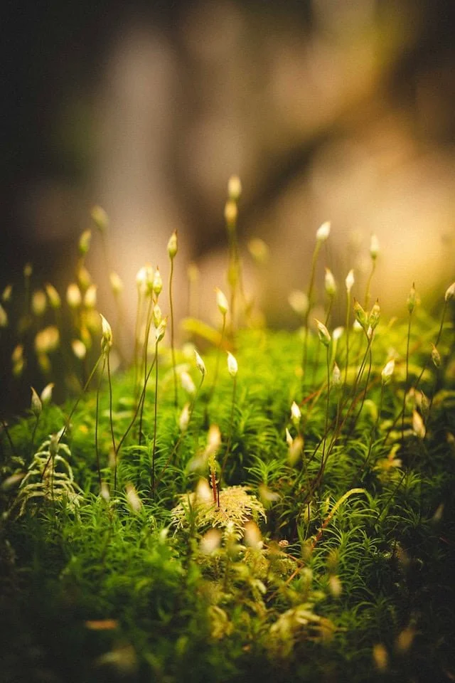 Close-up of moss and tiny white sporophytes in a natural setting.