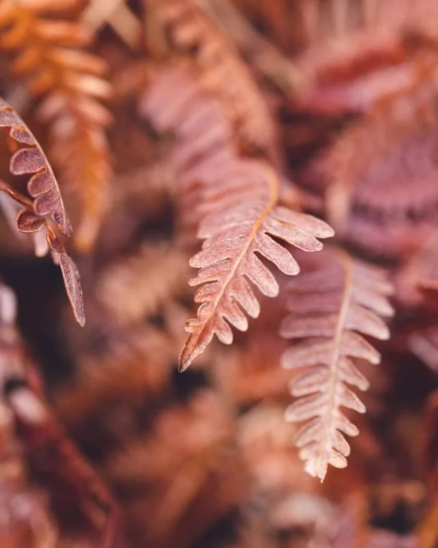 Close-up of reddish-brown fern leaves.