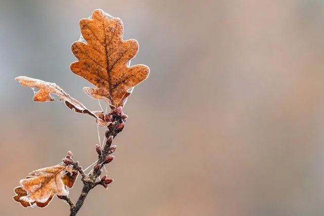 A close-up of a small oak branch with two brown, frost-covered oak leaves and some small buds against a blurred neutral background.
