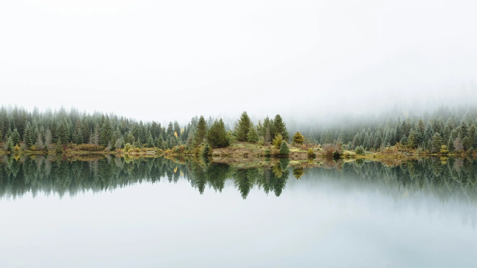 A misty lake surrounded by a forest of pine trees, with their reflection visible in the calm water.