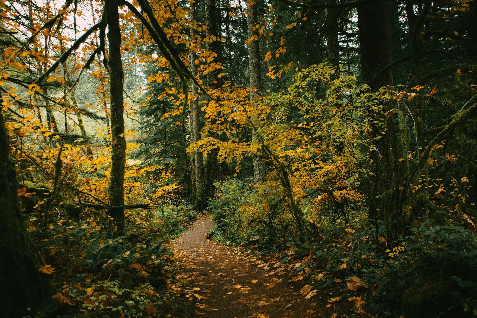 A forest trail surrounded by trees with yellow and green leaves, fallen leaves on the ground, and dense foliage.
