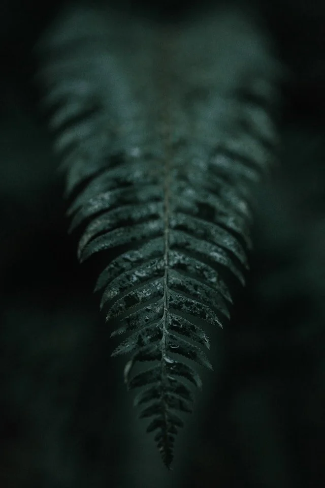 A close-up of a dark green fern leaf with a blurred background.