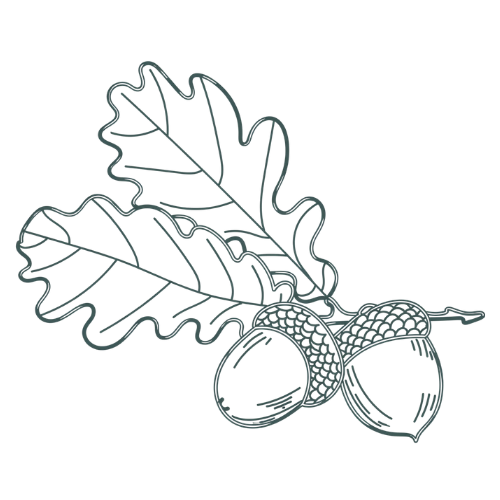 Line drawing of oak leaves and acorns.