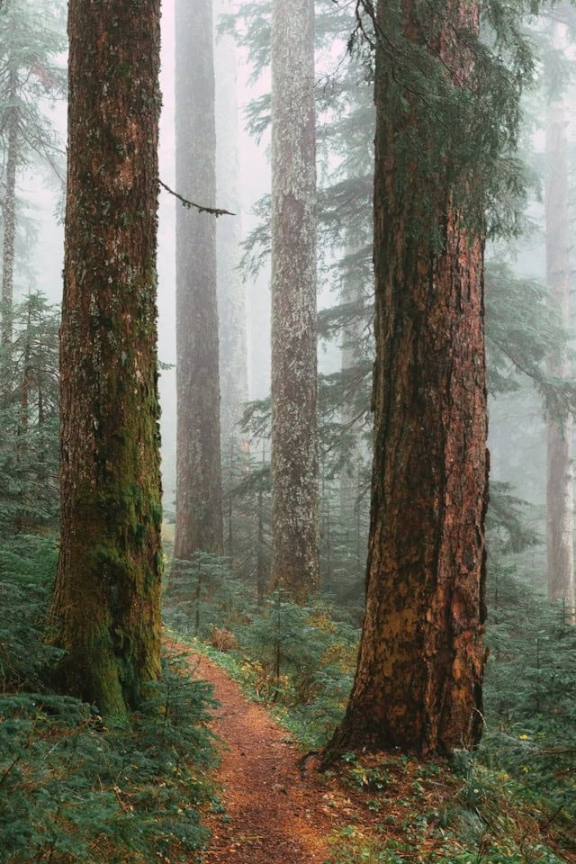 A foggy forest with tall evergreen trees and a narrow dirt trail running through dense greenery.
