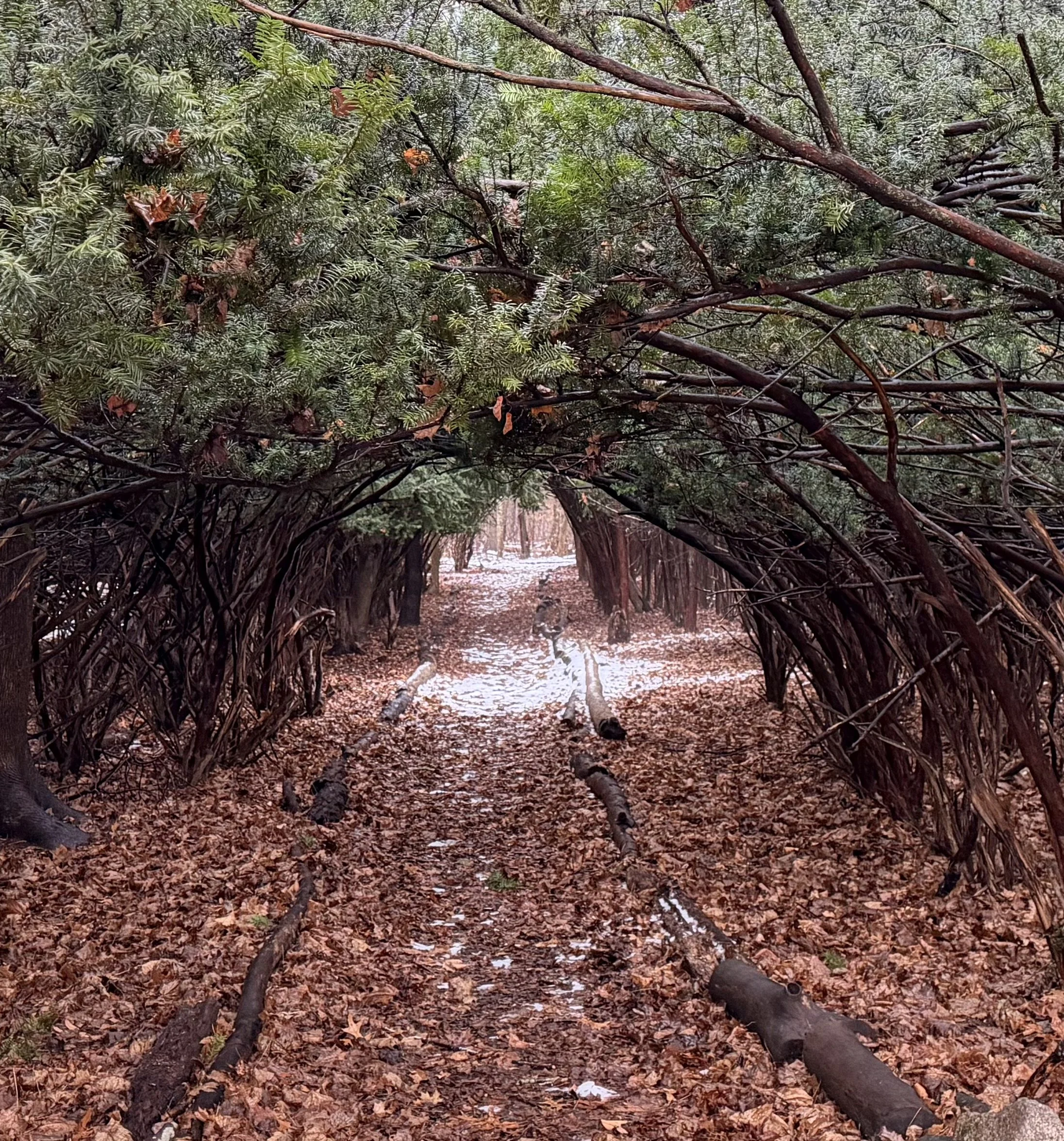Grounding in the Forest