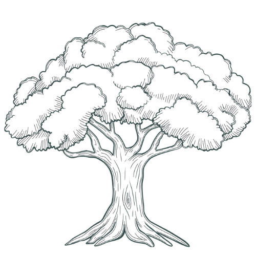 Outline drawing of a large, leafy tree with a thick trunk and spreading branches.