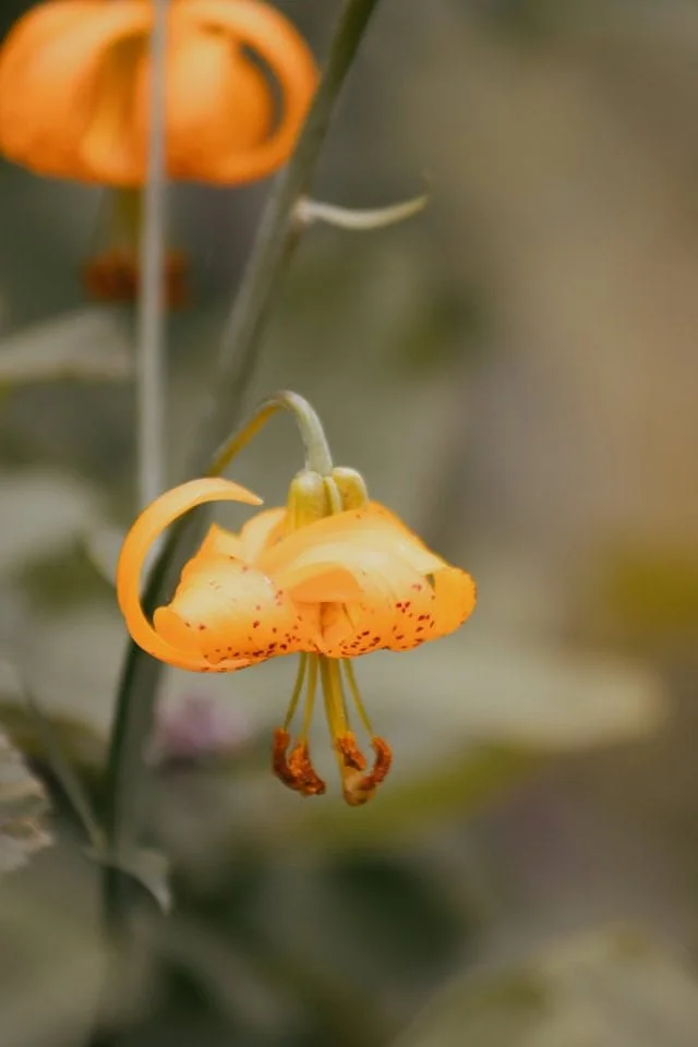 Close-up of a hanging yellow and orange flower with speckled petals, stamen, and hanging parts, blurry natural background.