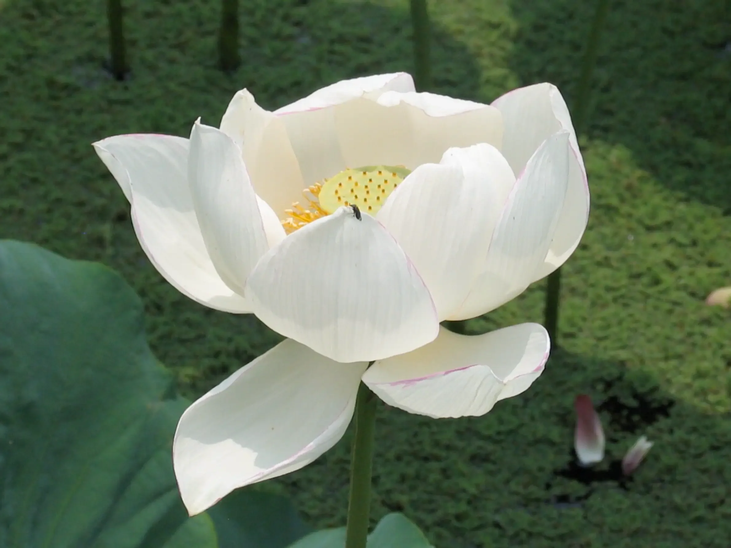 A white lotus flower in full bloom with a small black insect on one of its petals, set against a green background of water and lily pads.