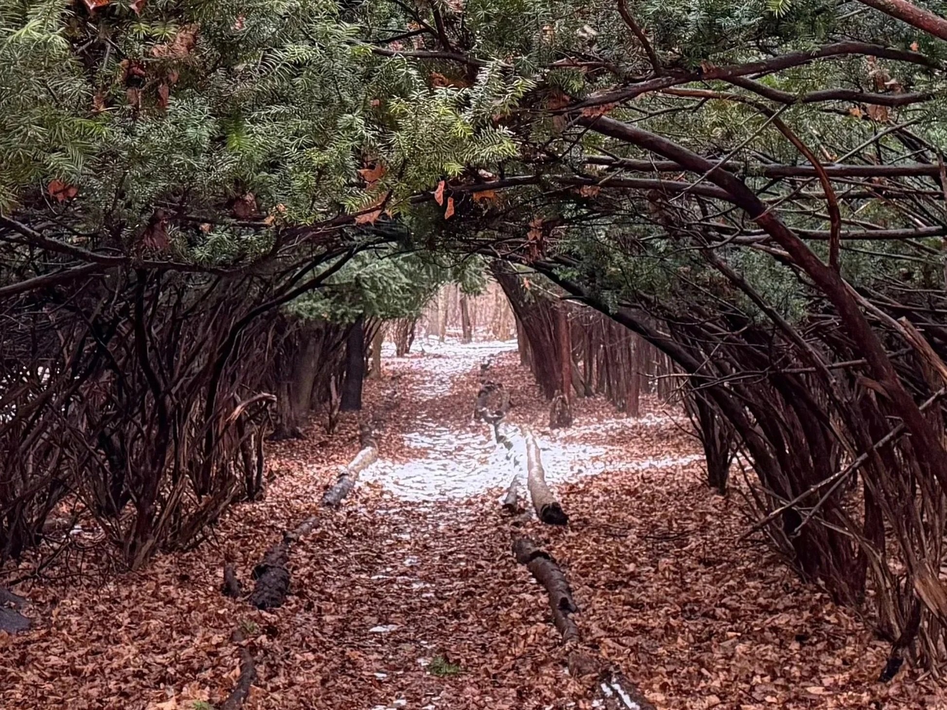 Leaf and snow covered path under beautiful evergreen trees that create a tunnel overhead.