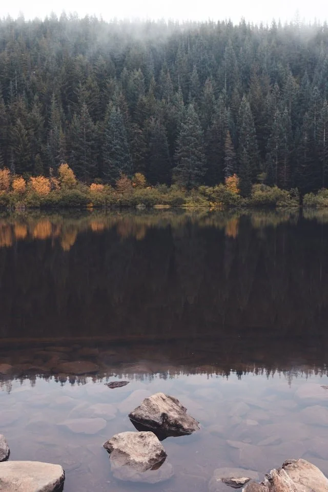 A calm lake with rocks in the foreground, reflecting a dense forest of pine trees and some orange trees on the opposite shore, with fog at the top of the trees.