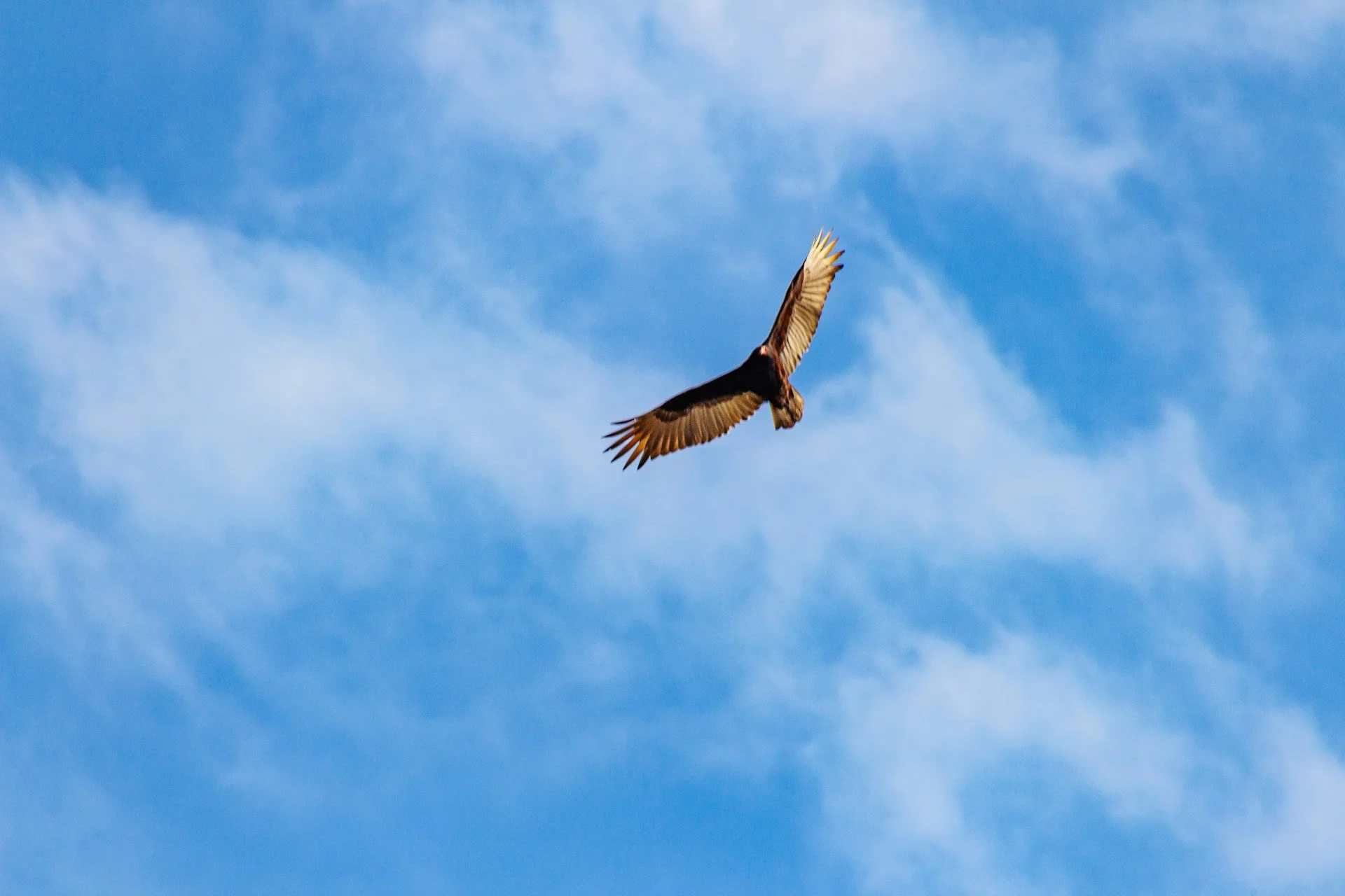 A bird of prey soaring in a partially cloudy blue sky.