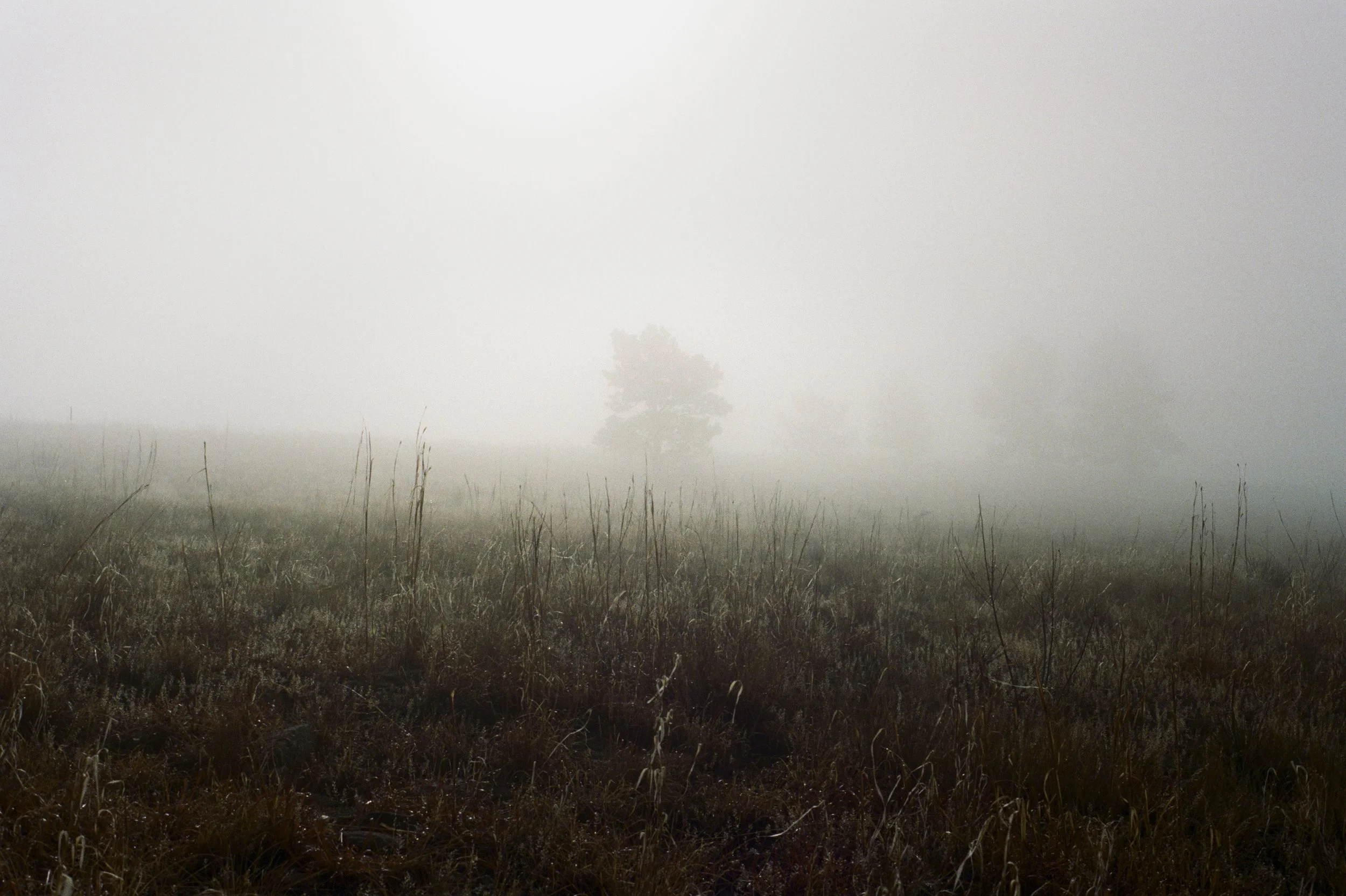 Foggy field with sparse vegetation and blurred trees in the background.
