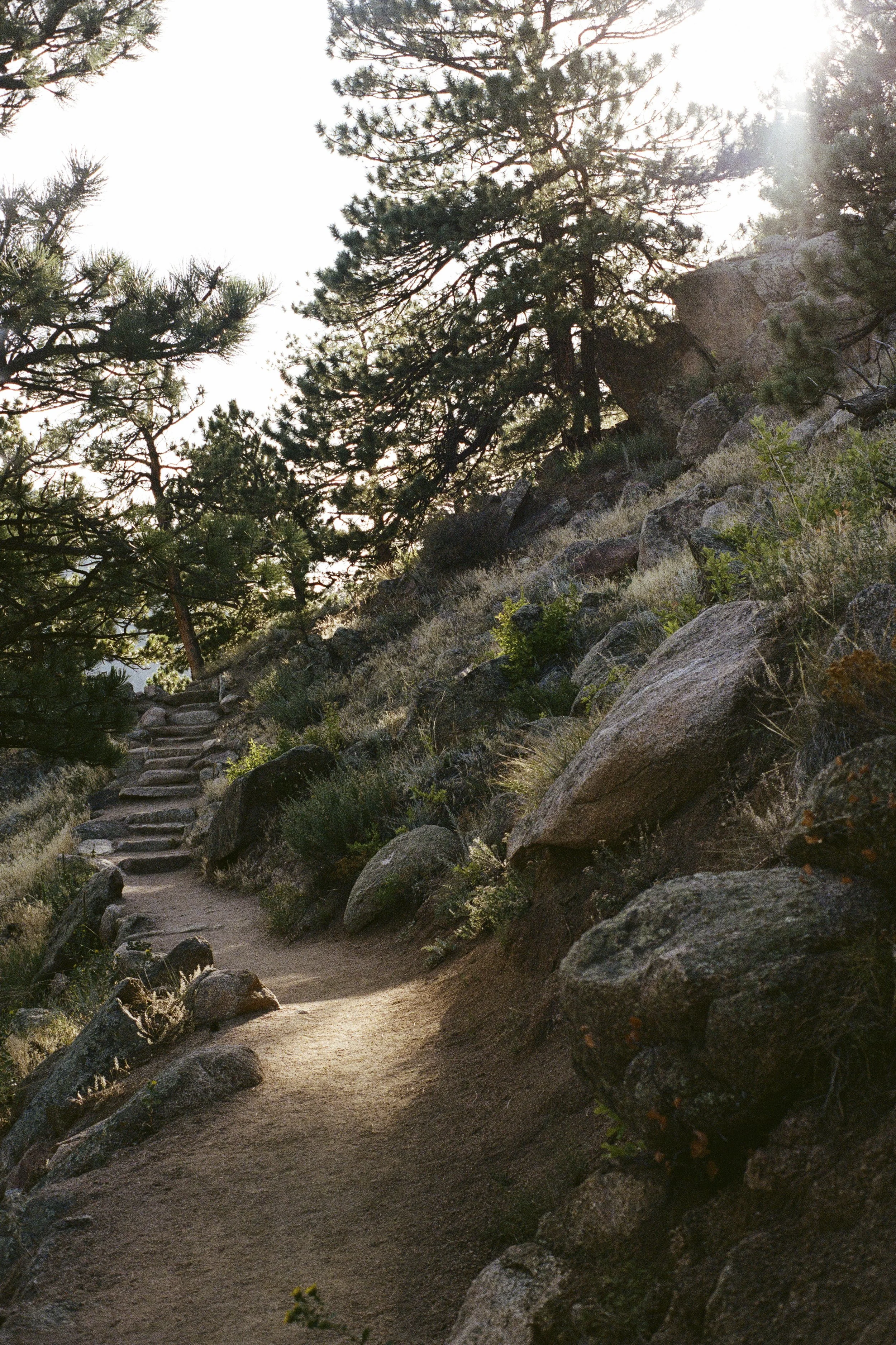 Rocky mountain trail with sunlight filtering through pine trees