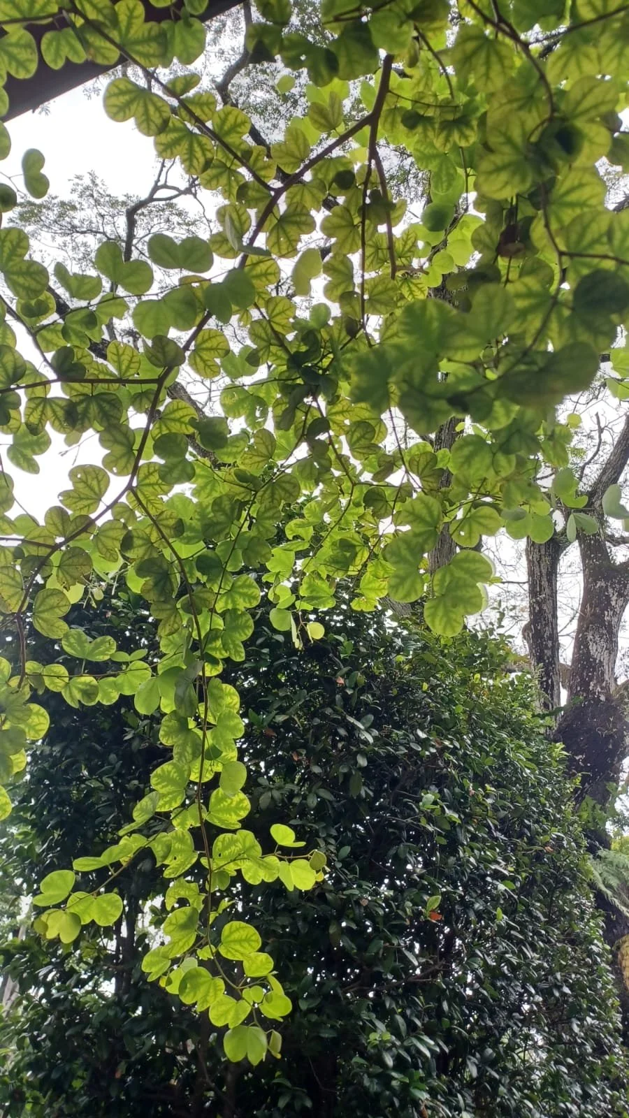 Birth doula singapore