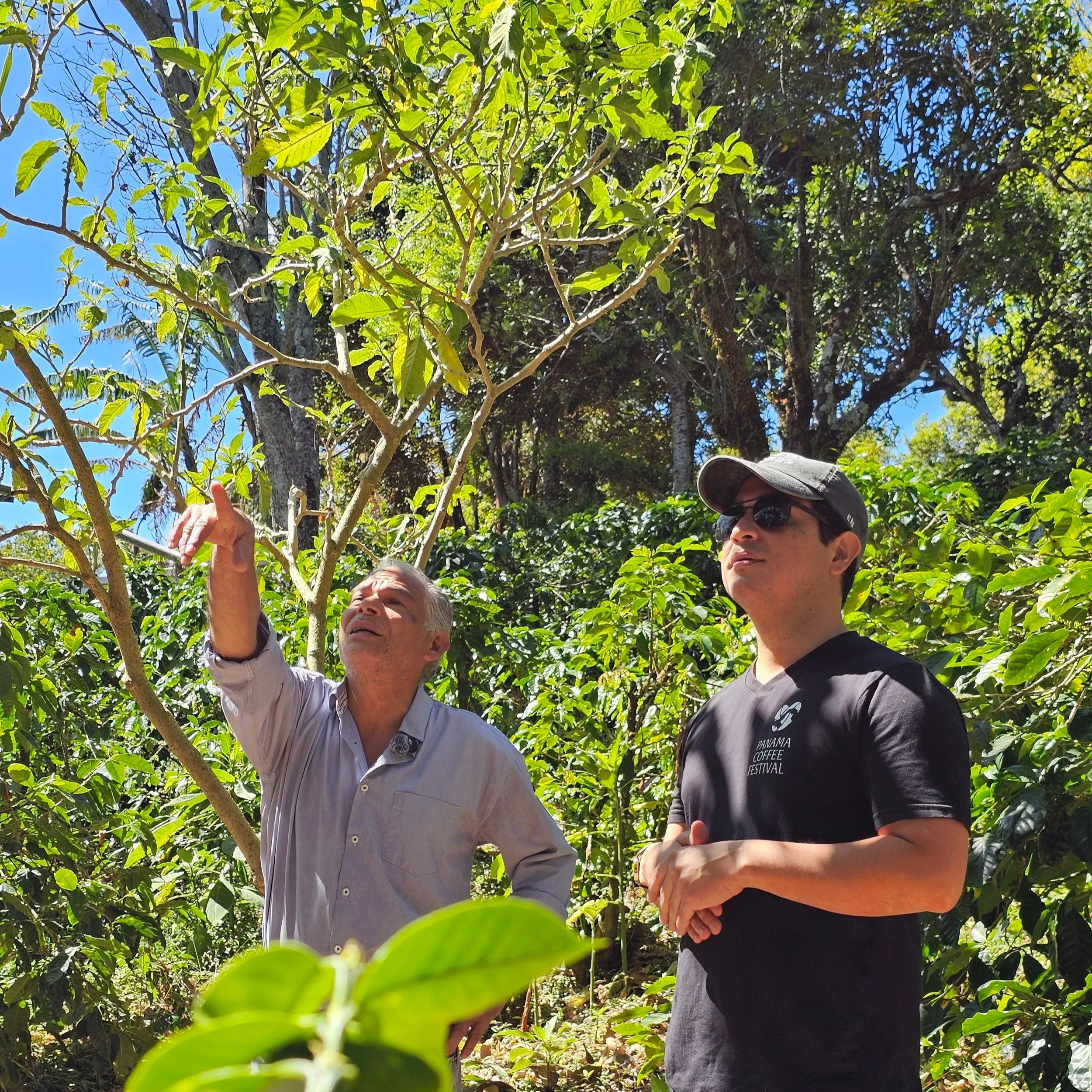 ☕ ¿Por qué el café de Panamá es considerado el mejor café de especialidad del mundo?