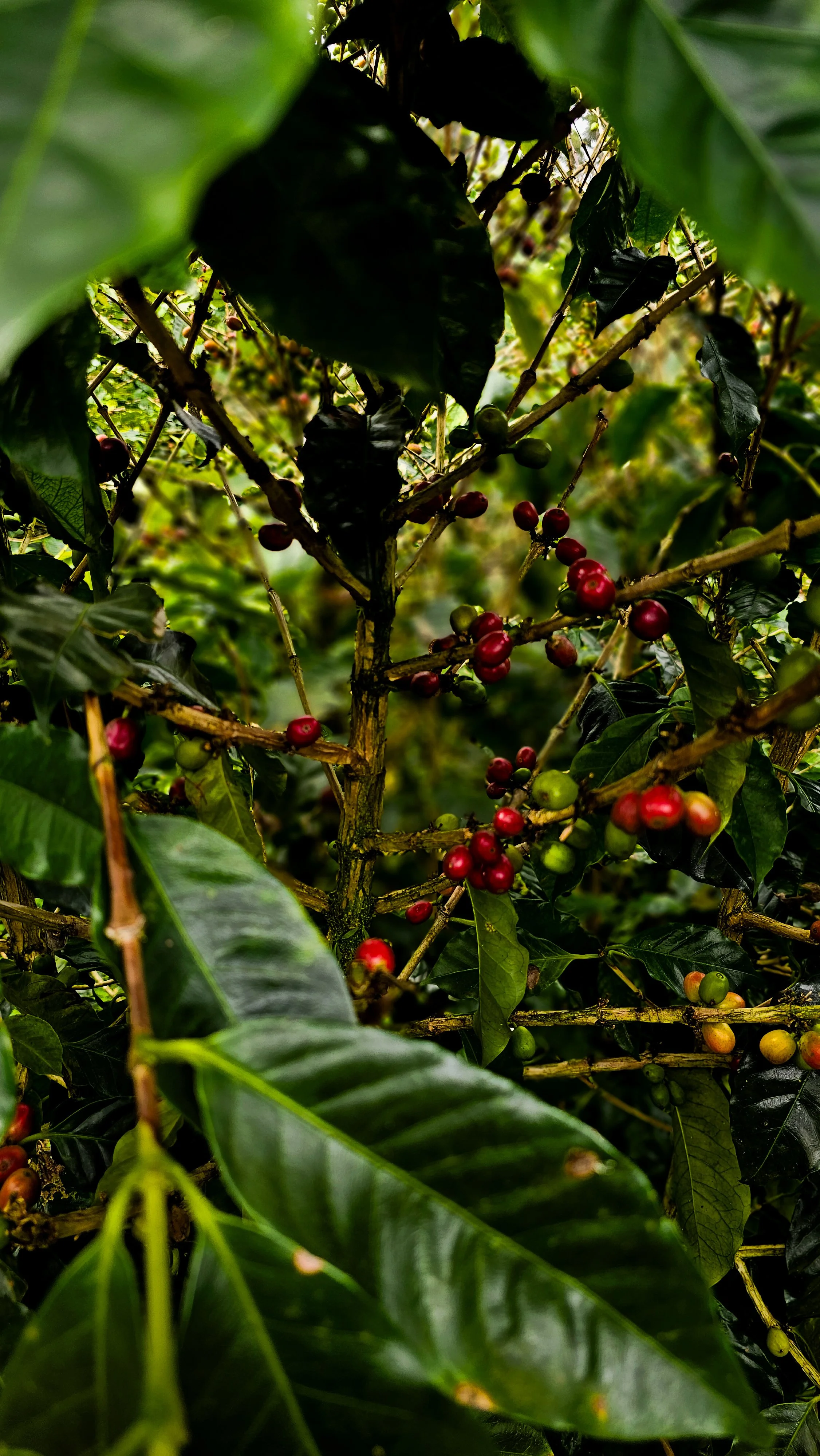 Panamá: Epicentro del Café de Especialidad en el Mundo