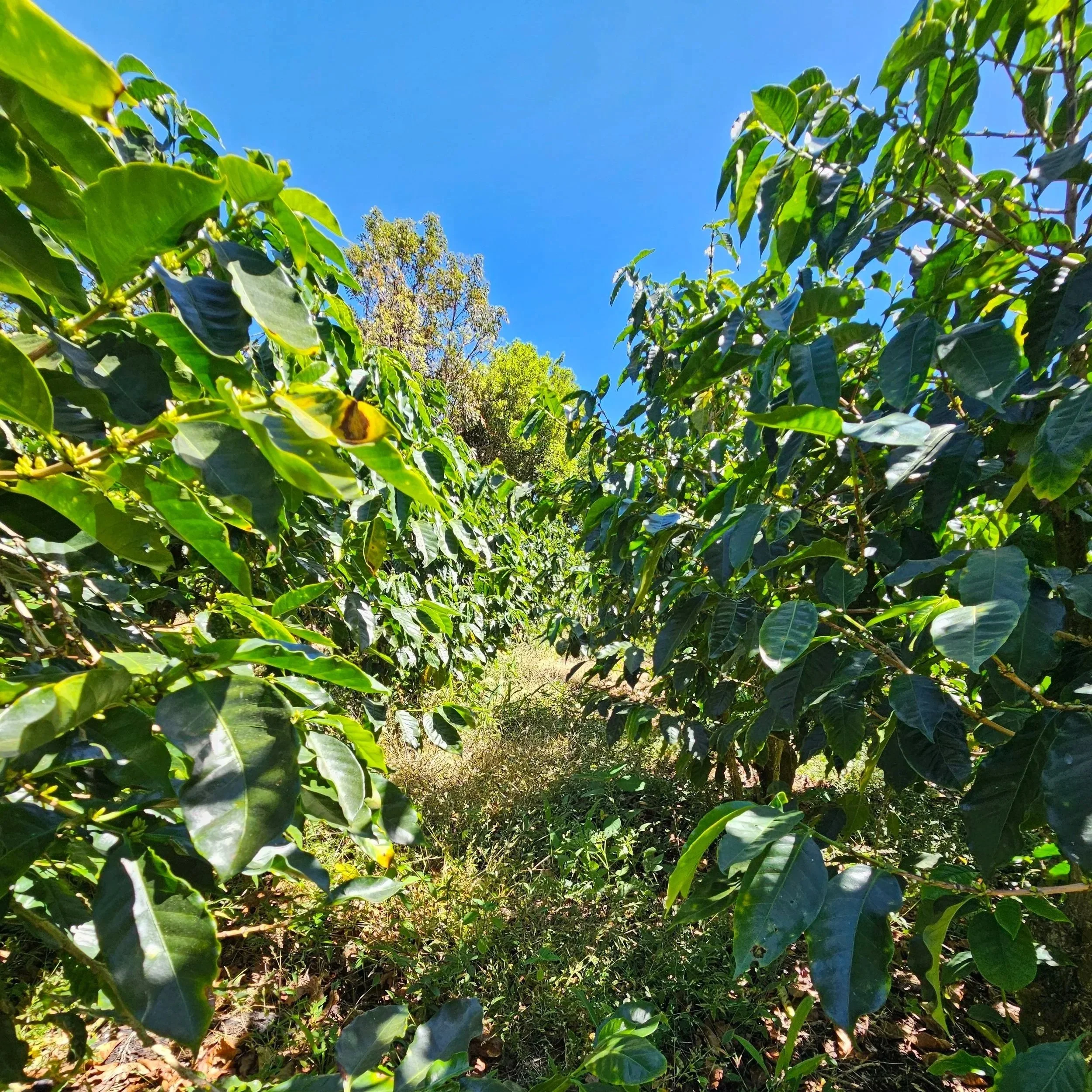 finca de café