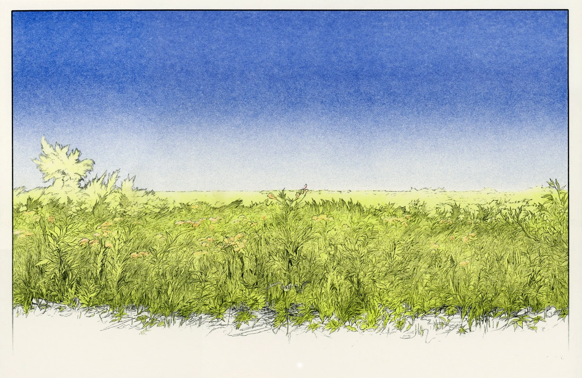 Meadow's Edge.jpg